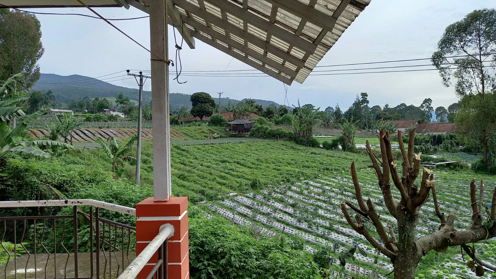 vIEW kEBUN bLOK i nO 9